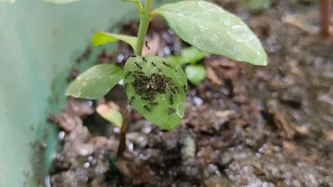 A group of black ants with their eggs on leaves to avoid wet soil 動画素材 287409743
