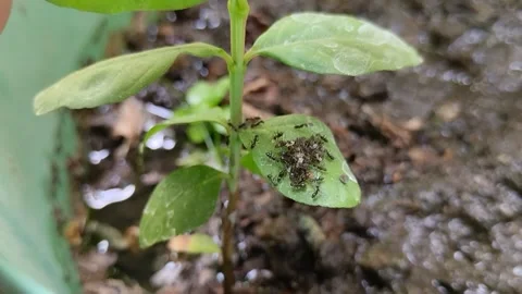 A group of black ants with their eggs on leaves to avoid wet soil 動画素材 287409749