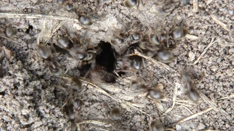 Group of black ants at tunnel opening Vidéo 337800593