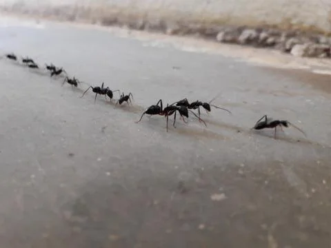 Group of black ants walking in a queue Stock Photos