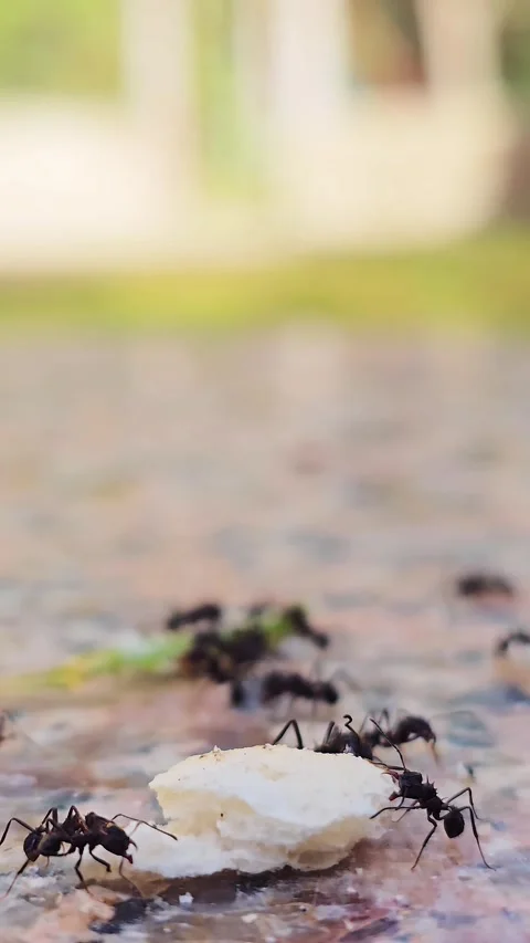 Group of black ants working in team Stock Footage 320408388