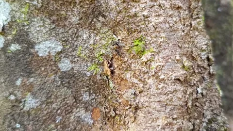 Group of Black Ants Working Together Carrying Food on Tree Bark Видео 331842361