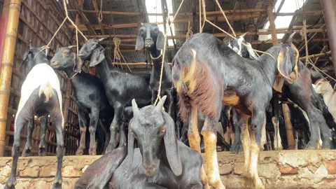 Black Bengal Goat Herd following white g, Stock Video