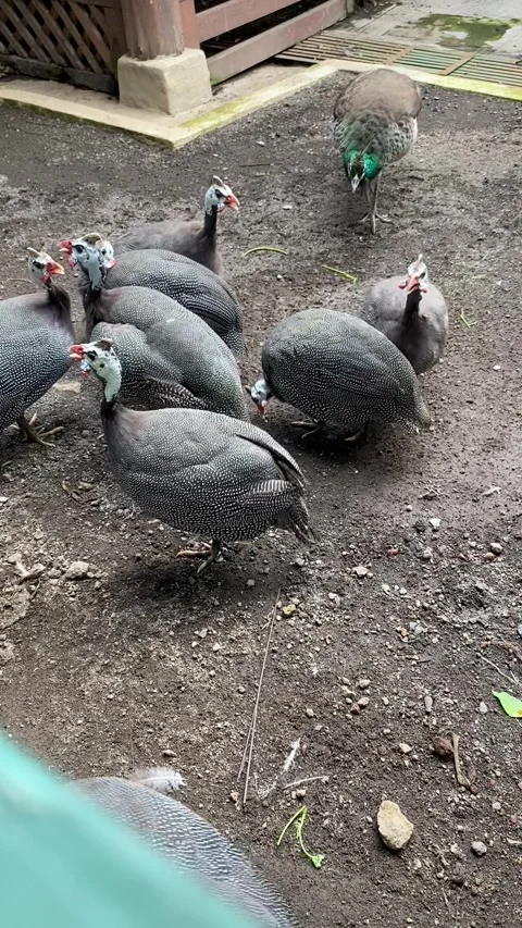 A group of black bird in the cage Stock Footage 327253176