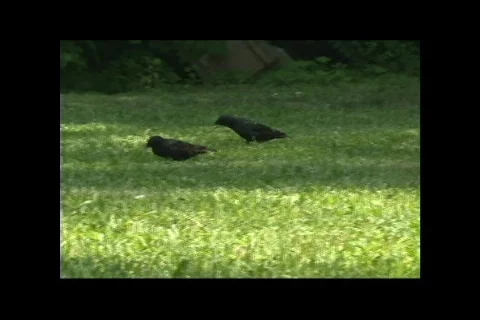 Group of black bird Video stock 136087