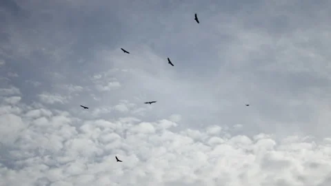 Group of black birds flying in a cloudy sky in Spain Video stock 221434738