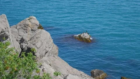 A group of black birds rest on a rock. Cormorants sit on a rock and catch fish.  Stock Footage 241507697