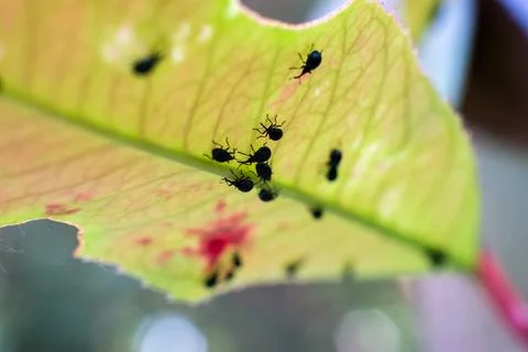 Group of black bugs under a big green leaf Stock Photos