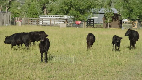 Group of black cattle stand in open field in late summer afternoon, slow motion 스톡 동영상 248163223