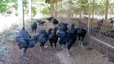 Group black chicken walking. Stock Footage 90850759