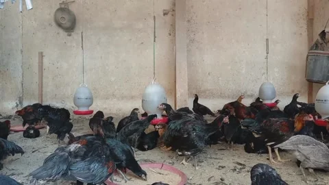 A group of black chickens eating Video stock 226914468