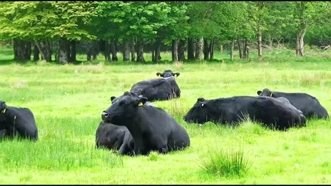 Group of black cows resting in a lush green pasture on a summer day 스톡 동영상 335049478