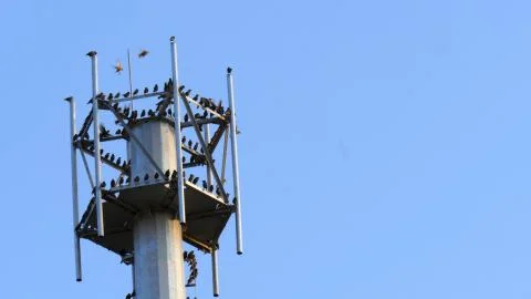 A group of black crow on the pole. Stock Photos