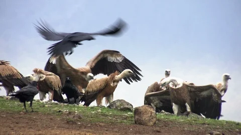 Group of black crows and vultures eating a dead animals in the nature Vidéo 124459665