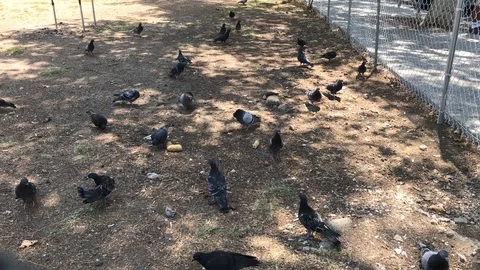 Group of Black Crows On The Ground Stock Footage 120882575