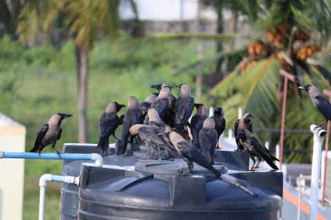 Group of black crows in the nature ,Group of black crows in the nature . Foto stock