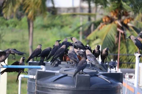 Group of black crows in the nature Stock Photos
