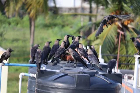 Group of black crows in the nature Stock Photos