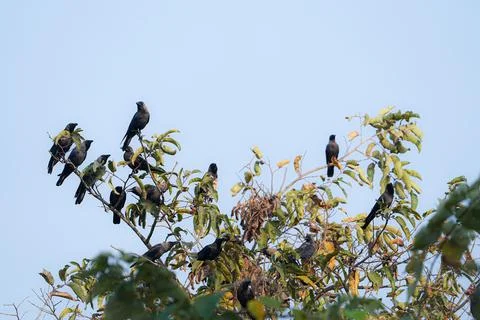 Group-of-black-crows-tree-branches Foto stock