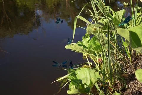 A group of black dragonflies flutter over the water and marsh grasses in ma.. Stock Photos