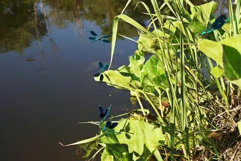 A group of black dragonflies flutter over the water and marsh grasses in mati Stock Photos