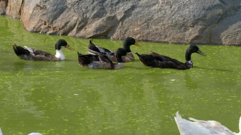 A group of black duck floating on top of a lack in green water Stock Footage 242943405