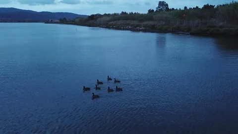 A group of black ducks swim in a blue lagoon after sunset on a cloudy day Stock Footage 97363752