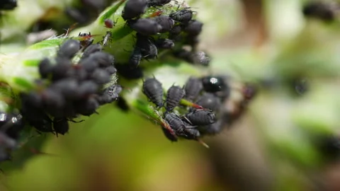 Group of black Elder Aphid on green leaf in nature. Close up shot. Sunny day in Stock Footage 314108068