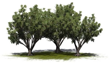A group of Black Elder shrubs on a green area - isolated on white background Stock Illustration