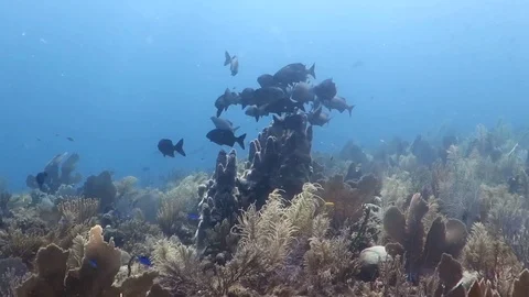 A group of black fish floatig around pipe coral on the reef Stock Footage 76987580