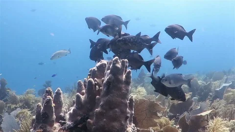 A group of black fish floatig around pipe coral on the reef Stock-Footage 76988006