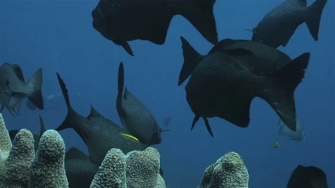 A group of black fish floatig around pipe coral on the reef Stock Footage 76991547