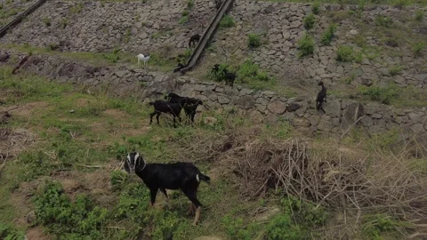 A group of black goats Stock Footage 202053242