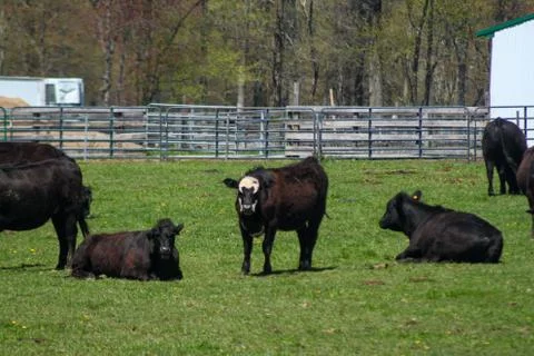 Group of Black Grass Fed Beef Cattle Stock Photos