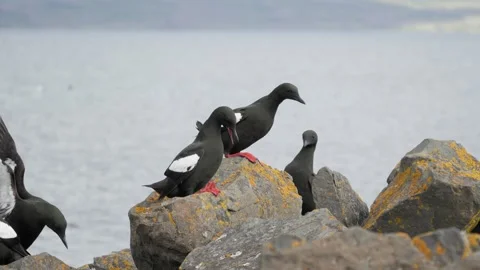 Group of Black Guillemots Calling on Coastal Rocks in Iceland 4K Wildlife Stock Footage 339798749