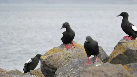 Group of Black Guillemots Calling on Coastal Rocks in Iceland 4K Wildlife Stock Footage 339799170