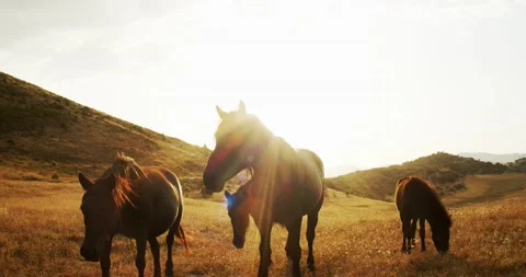 Group of black horses on a mountain during a sunset Stock Footage 138096463