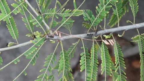 Group Black House Ants on a Small Plant 動画素材 162063091
