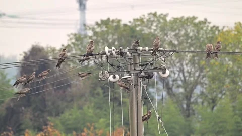 Group of Black Kite Birds Perching on Electric Power Lines and Pole Stock Footage 330643053