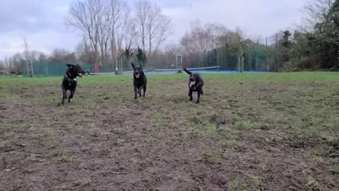 A group of Black labradors playing Stock Footage 262357365