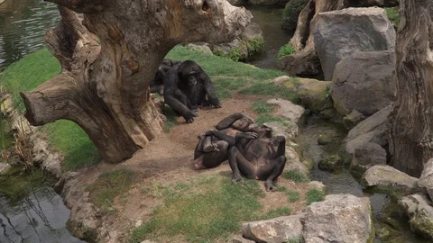 Group of black monkeys play, relax and take a rest. Thay lay and chill. Video stock 129059305
