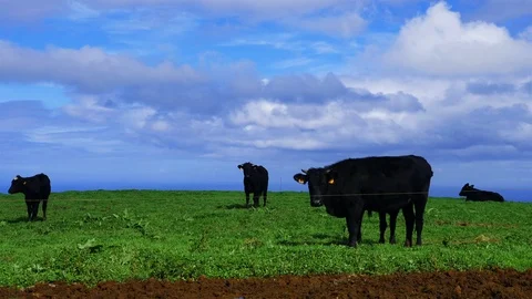 Group of Black Oxen in grass fields. Wind and blue sky with clouds Stock Footage 116563130