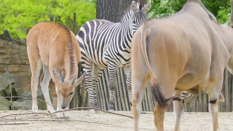 Group of black stripe zebras in the Hanover zoo Stock Footage