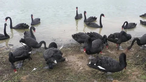 A group of black swans Stock-Footage 343704915
