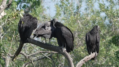 Group of black vultures get into a squabble on a tree in Orlando Florida Stock Footage 128754175