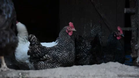 A group of black, white and patterned chickens stands and moves together 動画素材 343310425