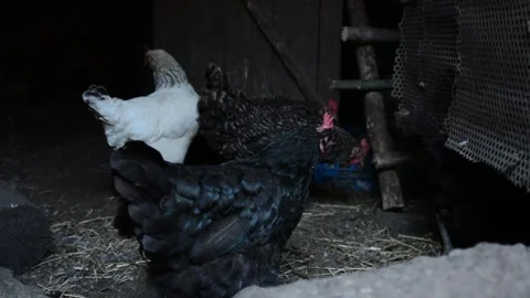 A group of black, white and patterned chickens stands and moves together 動画素材 343310426