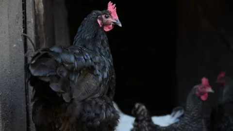 A group of black, white and patterned chickens stands and moves together 動画素材 343310427