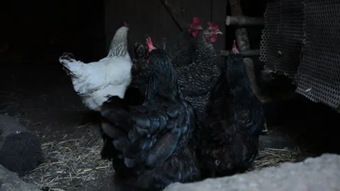 A group of black, white and patterned chickens stands and moves together 스톡 동영상 343310428