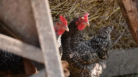 A group of black, white and patterned chickens stands and moves together 動画素材 343310469